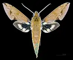 Female Xylophanes chiron lucianus