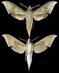 Xylophanes hannemanni