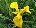 Yellow iris or flag, Iris pseudacorus
