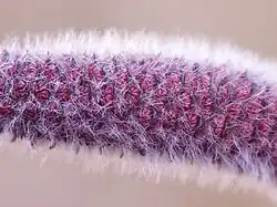 Young male catkin of a willow (Salix sp.)