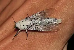 Polyphagozerra coffeae