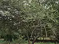 Ziziphus xylopyrus in Hyderabad, India