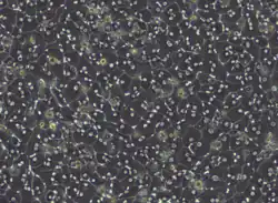 Hepatocytes in cell culture