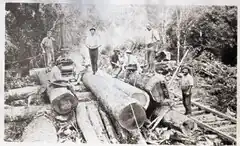 Black and white photo of men processing a large kahikatea trunk
