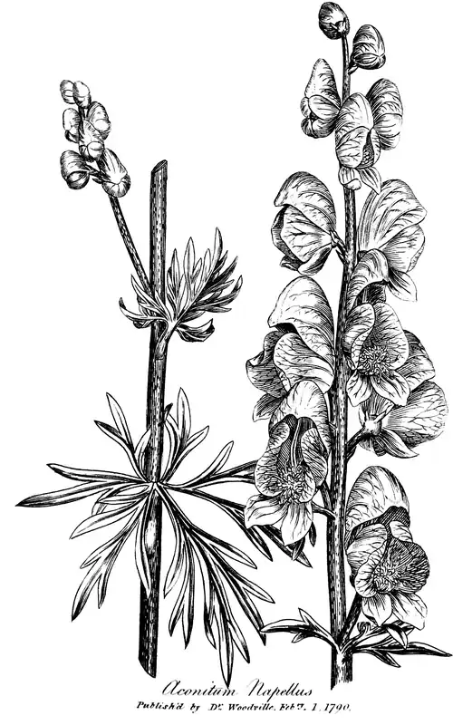 Aconitum Napellus. Published as the Act directs by Dr Woodville Febry. 1. 1790.