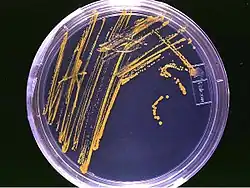 A colour photograph of an overhead view of an agar plate streaked with yellow colonies of microorganisms.