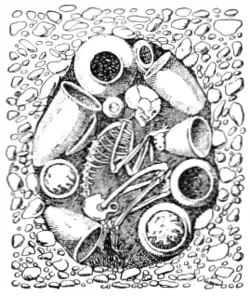 AncientHistory Fig 4.png