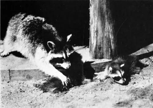 RACCOON BABIES' FIRST PEEP AT THE WORLD