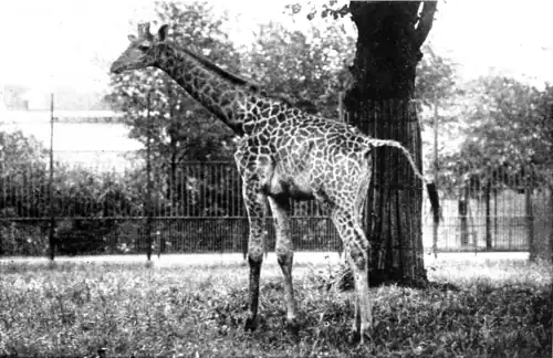 She Will Be Twenty Feet High When She is a Young Lady.