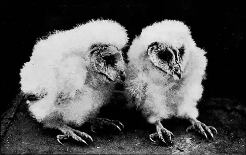 Two young Barn Owls