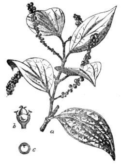 Piper nigrum.