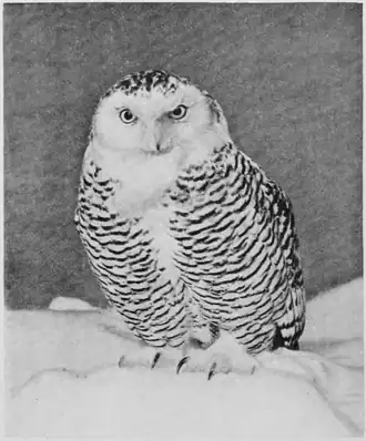 Cover image of The British Bird Book