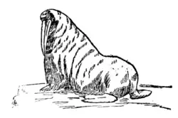 WALRUS