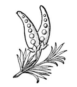 Fig. 677.—Badge of King Henry II.