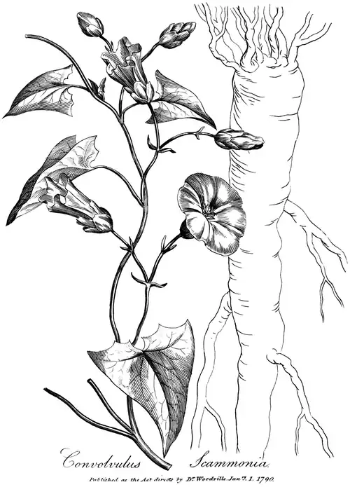 Covolvulus Scammonia. Published as the Act directs by Dr Woodville Janry. 1. 1790.