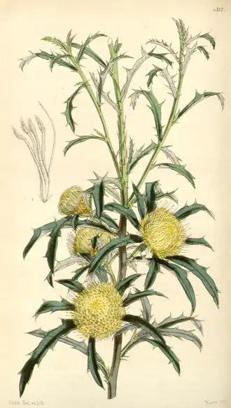 plate 4317, DRYANDRA CARDUACEA; var. ANGUSTIFOLIA.
