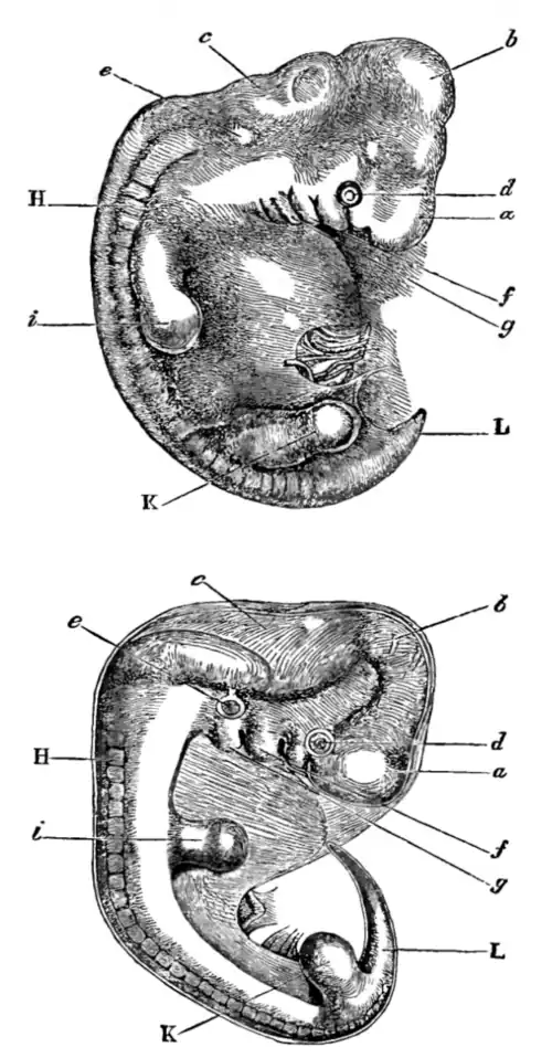 Embryos
