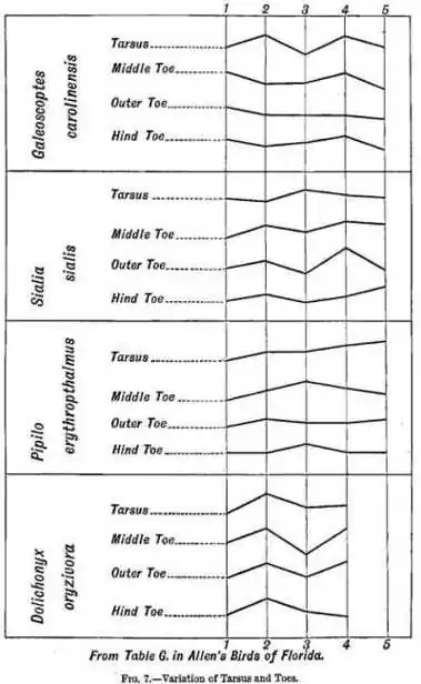 Fig 7.—Variation of Tarsus and Toes.