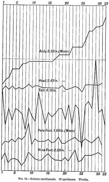 Fig 13.—Sciurus carolinensis. 32 specimens. Florida.