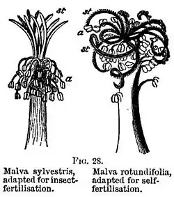FIG. 28. Malva sylvestris, adapted for insect-fertilisation. Malva rotundifolia, adapted for self-fertilisation.