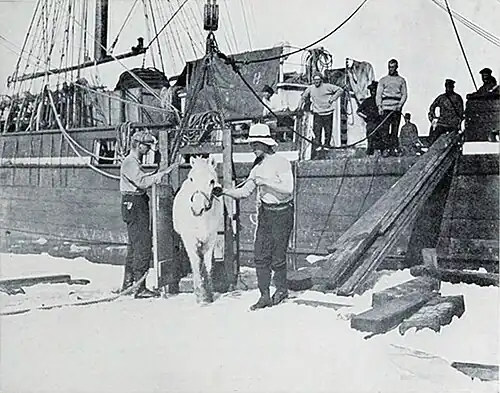 Photo of two men leading a pony off a wooden ship onto sea ice