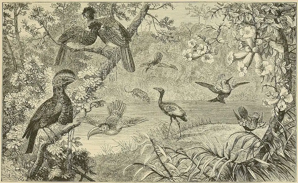A FOREST SCENE ON THE UPPER AMAZON, WITH SOME CHARACTERISTIC BIRDS.