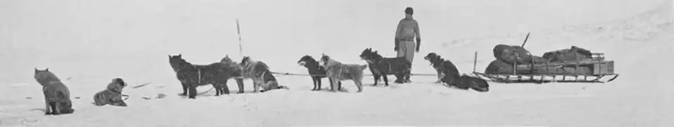 Photo of a dogsled with its team harnessed