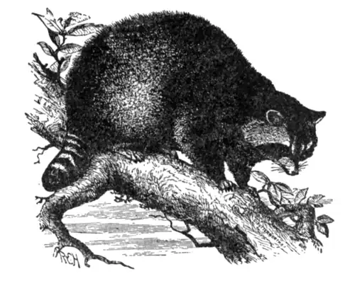 The Raccoon (Procyon lotor).