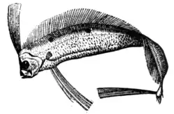 Fig. 1.—Trachypterus taenia.