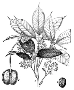 Fig. 1.—Hevea brasiliensis.