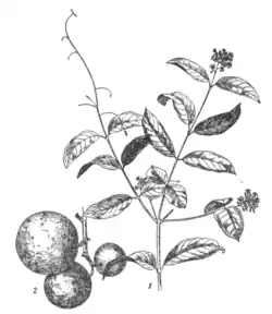 Fig. 7.—Landolphia owariensis. 1, twig with flowers; 2, fruit.