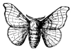 Fig. 1.—Bombyx mori (male).
