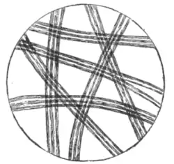 Fig. 5.—Microscopic appearance of Silk of Bombyx mori.