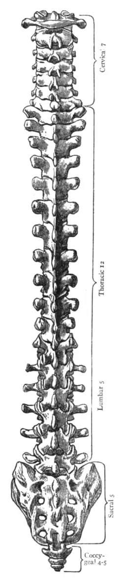 Fig. 2.—Vertebral Column as seen from behind.