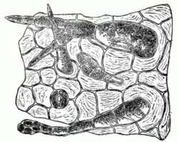 Fig. 2.—Microscopic Structure of Tobacco Leaf.
