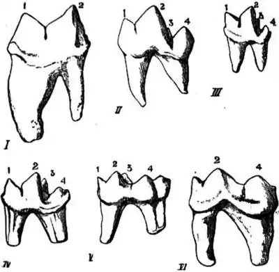 EB1911 Carnivora Fig. 2 - Left lower sectorial or carnassial teeth.jpg
