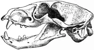 EB1911 Carnivora Fig. 4 - Skull and Dentition of Aard-Wolf.jpg