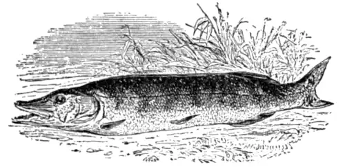 European Pike (Esox lucius)