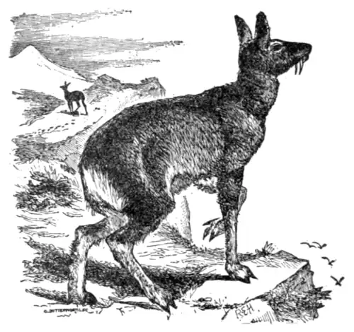 The Musk-deer (Moschus moschiferus).