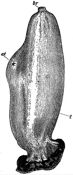 EB1911 Tunicata - Ascidia mentula from the right side