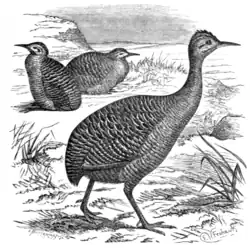 Rufous tinamou (Rhynchotus rufescens).