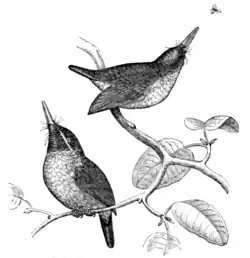 Tody (Todus viridis). (After Gosse.)