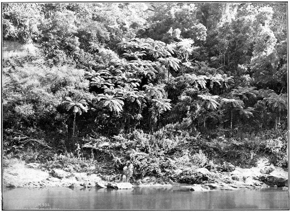 Bank covered in very tall tree-ferns with a river in the foreground