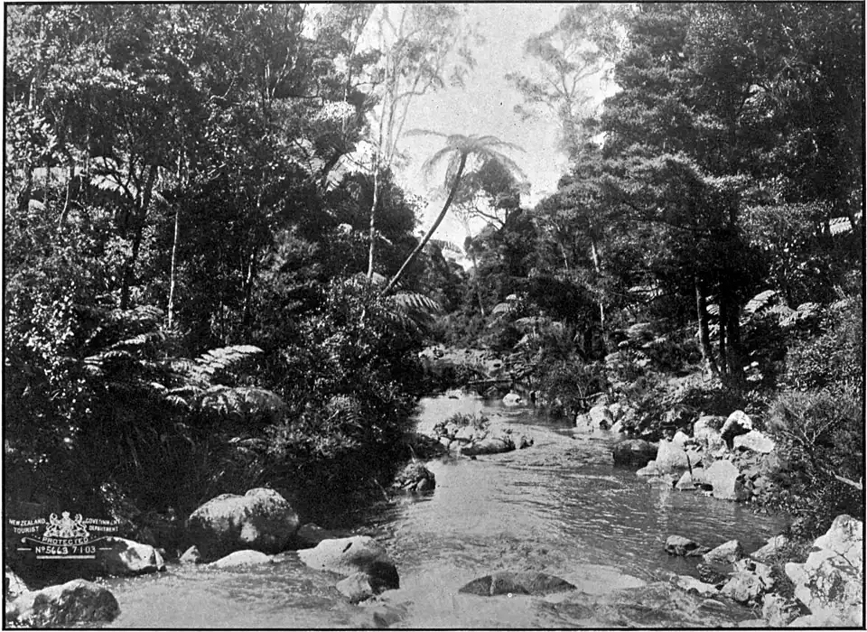 Looking down a creek with boulders surrounded on both sides by trees, tree-ferns, and bush