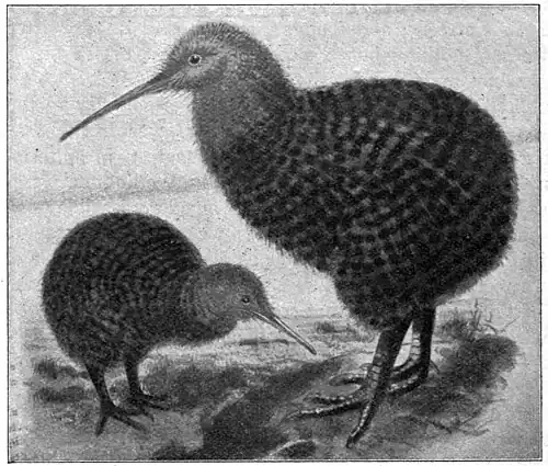 Two kiwis (small flightless birds native to New Zealand)