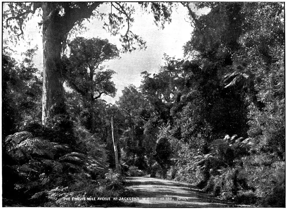 An open track with trees and bush on both sides