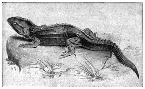 Illustration of a lizard-like reptile standing on a rock.