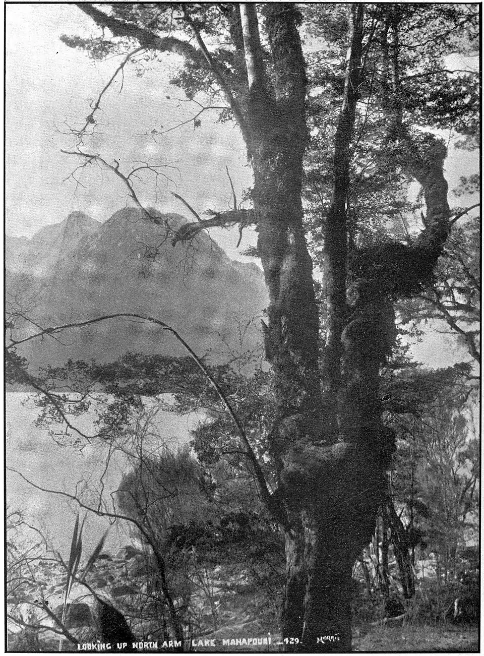 A large beech tree with a gnarled trunk; visible behind it is a lake and tall mountains in the distance.