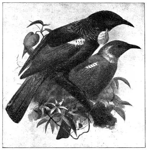 Illustration of two tuis standing together on a branch. The one in the front being older than the one in the back. (As shown by the tuft of feathers under the older ones neck.)