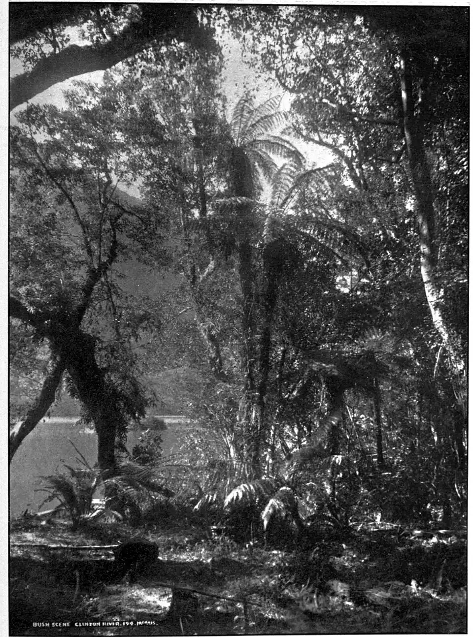 Bush photo by the Clinton River, Fiordland -tree-ferns and trees, with a glimpse of the river and hills in the background.
